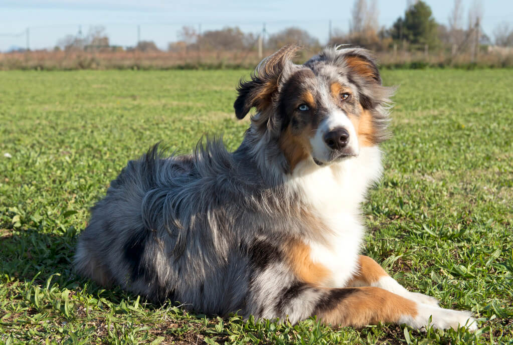 ausztral-juhaszkutya-australian-shepherd