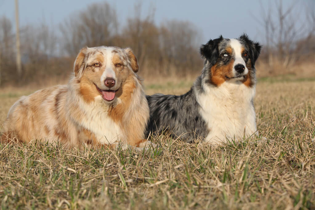 ausztral-juhaszkutya-australian-shepherd