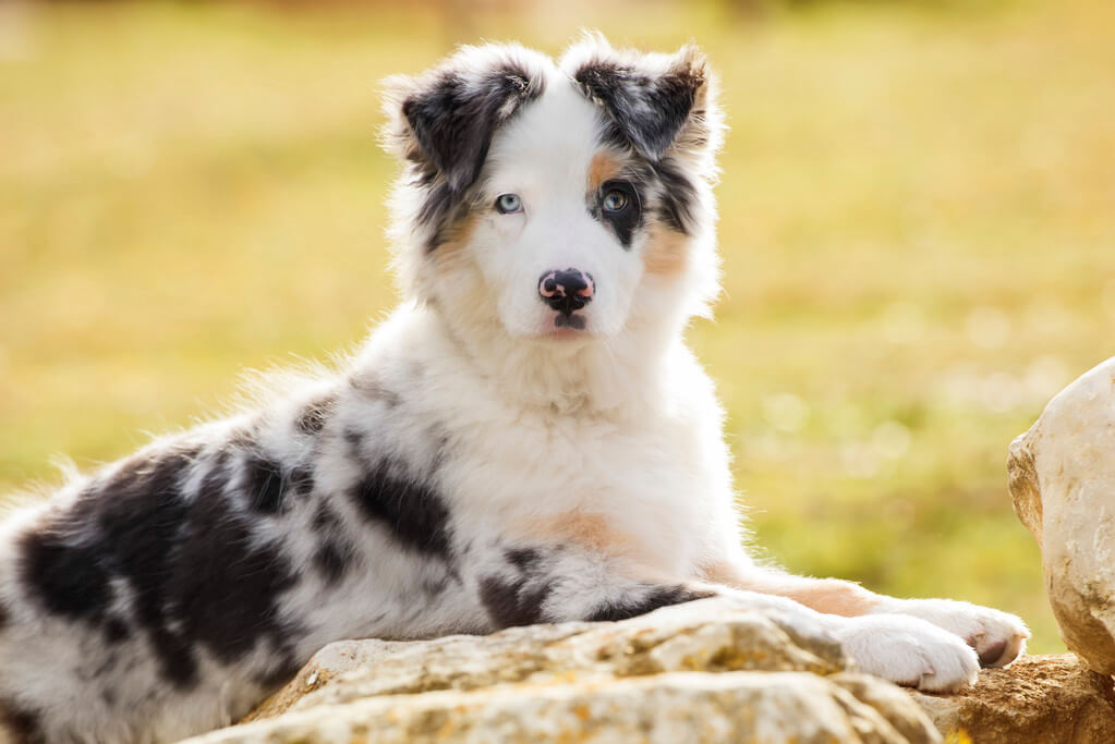 ausztral-juhaszkutya-australian-shepherd