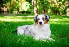 ausztral-juhaszkutya-australian-shepherd