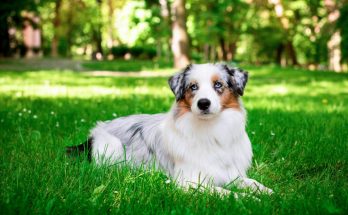 ausztral-juhaszkutya-australian-shepherd