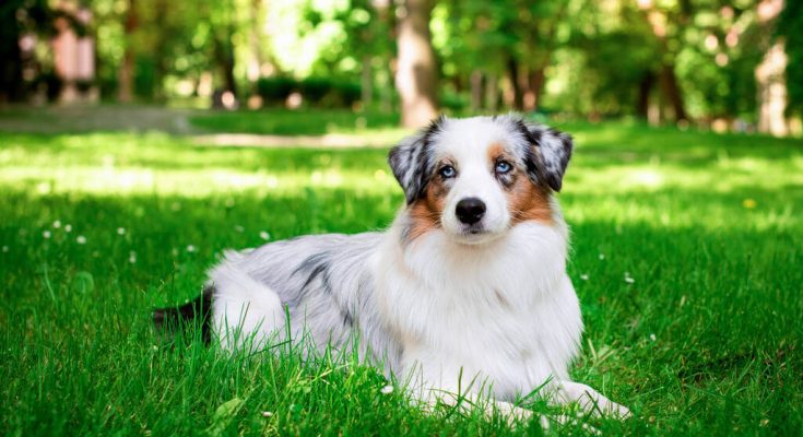 ausztral-juhaszkutya-australian-shepherd