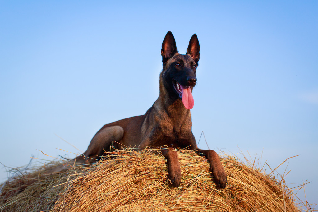 belga-juhasz-malinois