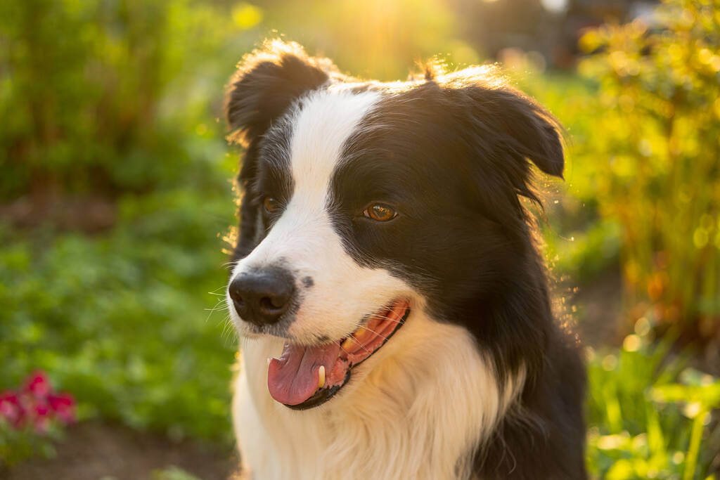 border-collie