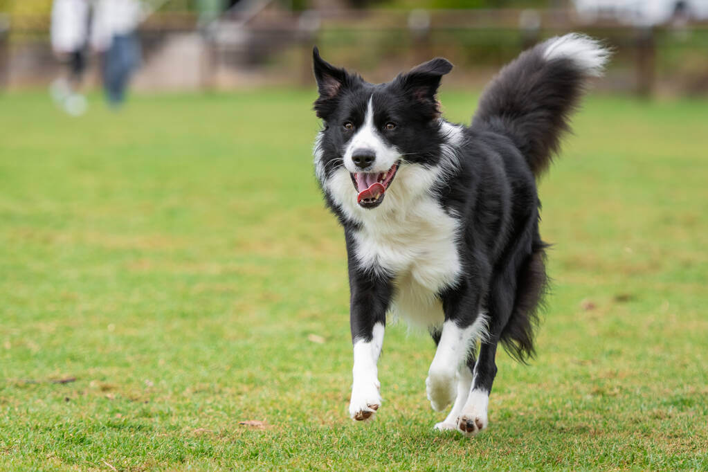 border-collie