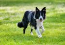 border-collie