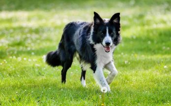 border-collie