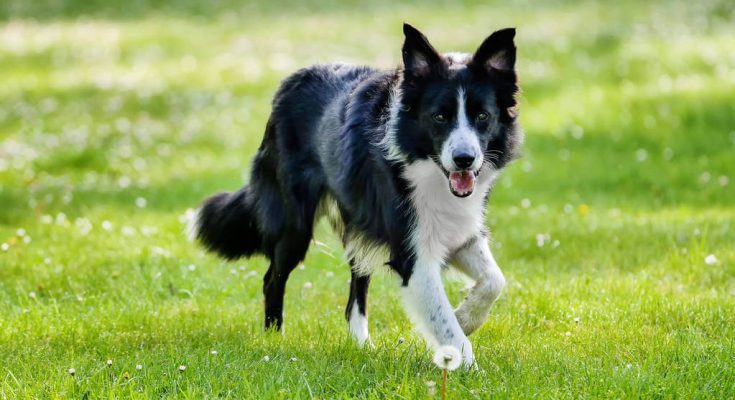 border-collie