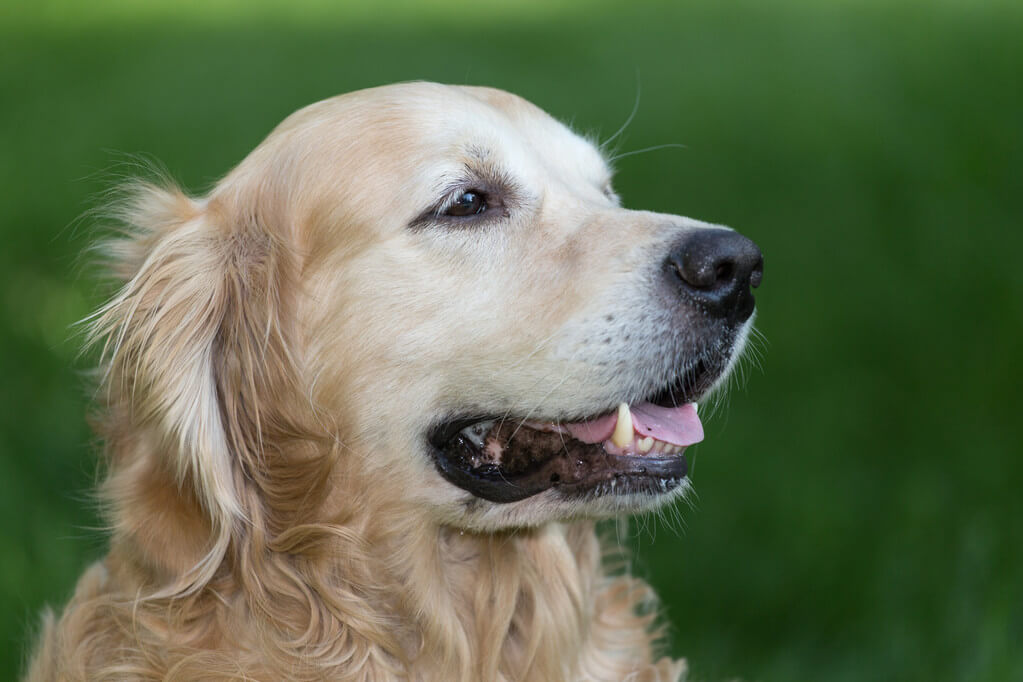 golden-retriever