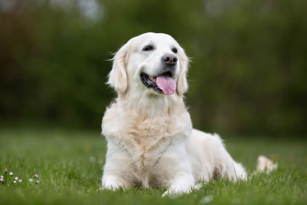 golden-retriever