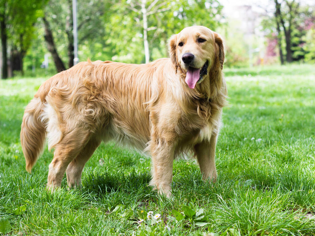 golden-retriever