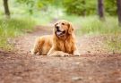 golden-retriever