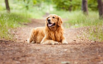 golden-retriever