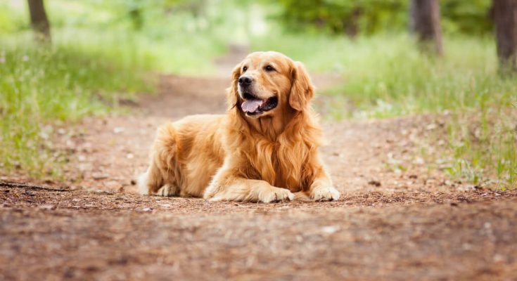 golden-retriever