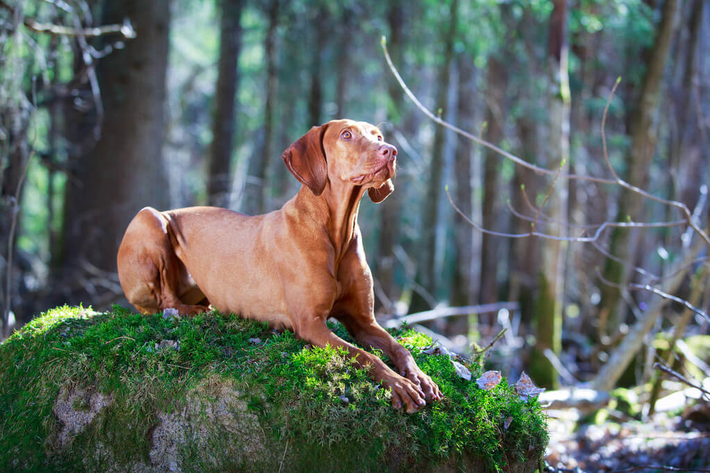 magyar-vizsla