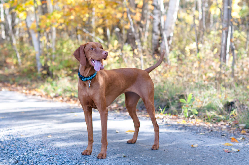 magyar-vizsla