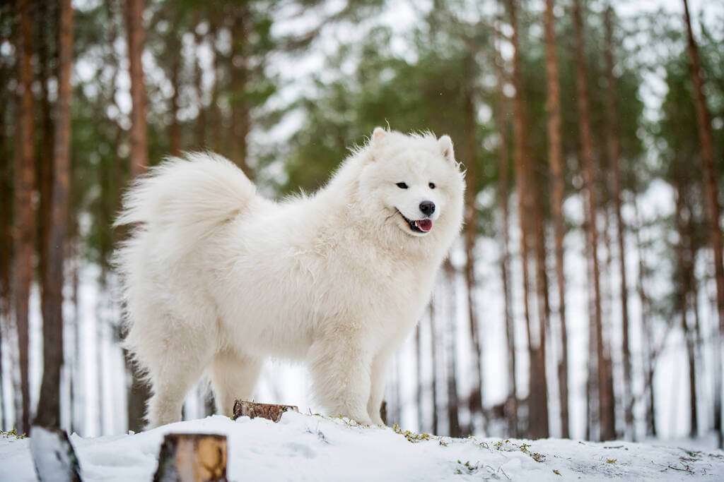 szamojed-samoyed