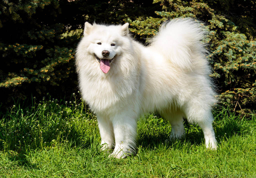 szamojed-samoyed