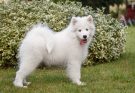 szamojed-samoyed