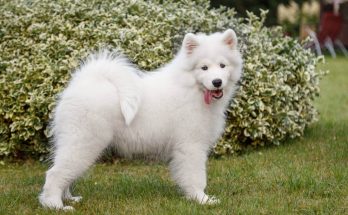 szamojed-samoyed