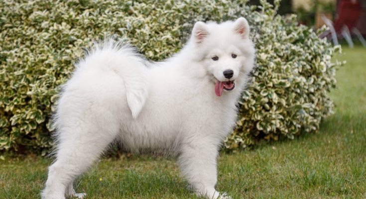 szamojed-samoyed