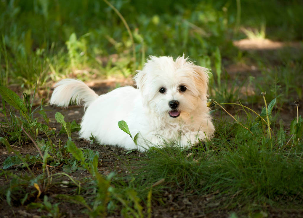 bichon-bolognese