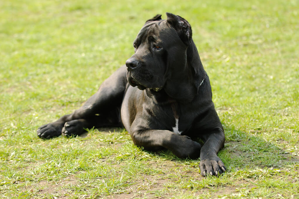 cane-corso