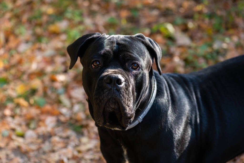 cane-corso