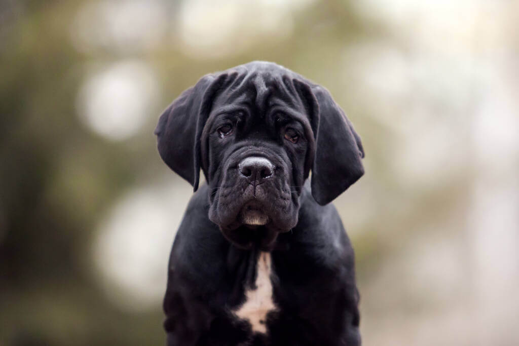 cane-corso