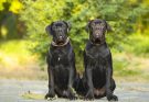 cane-corso