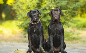 cane-corso