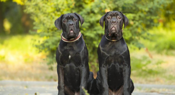 cane-corso