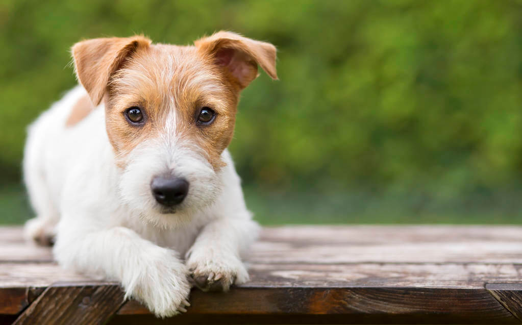 jack-russell-terrier