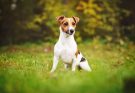 jack-russell-terrier