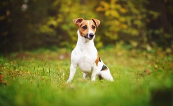 jack-russell-terrier