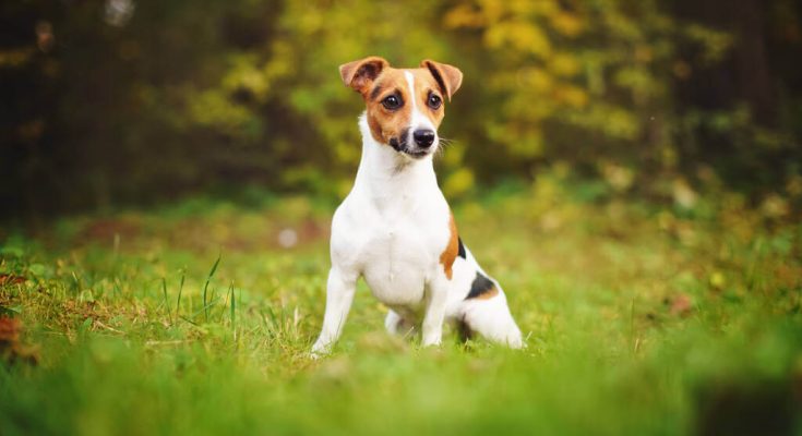 jack-russell-terrier