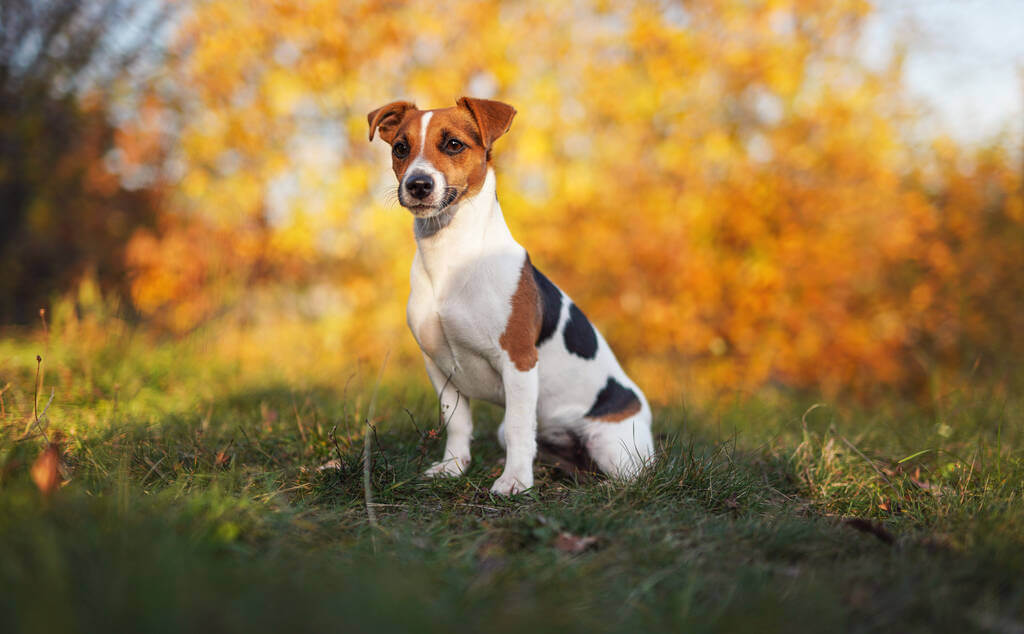 jack-russell-terrier