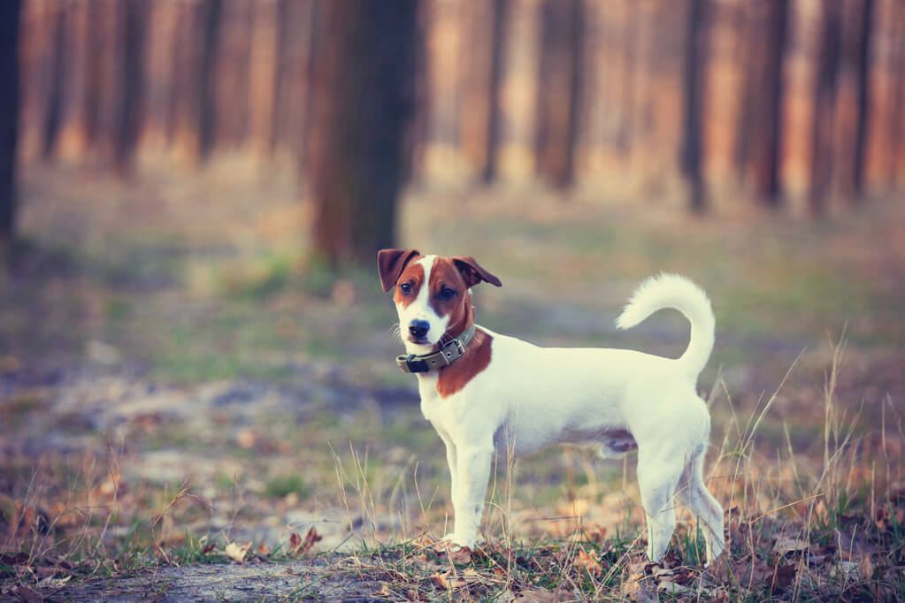 jack-russell-terrier