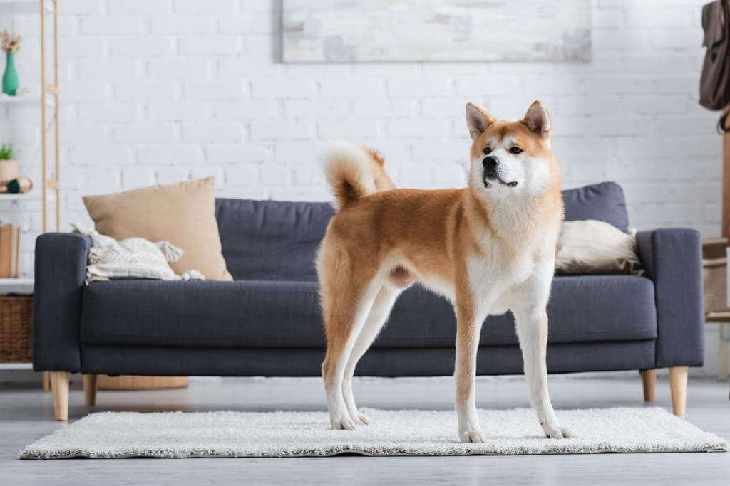 akita-inu