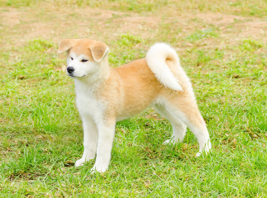 akita-inu