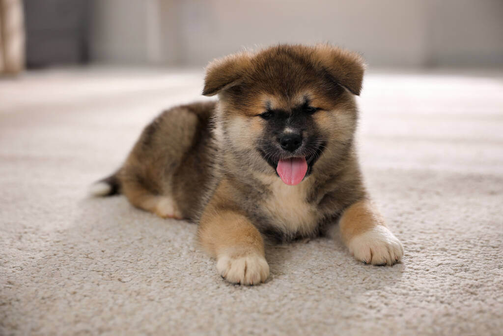 akita-inu