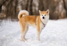 akita-inu