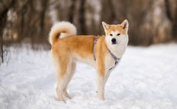 akita-inu