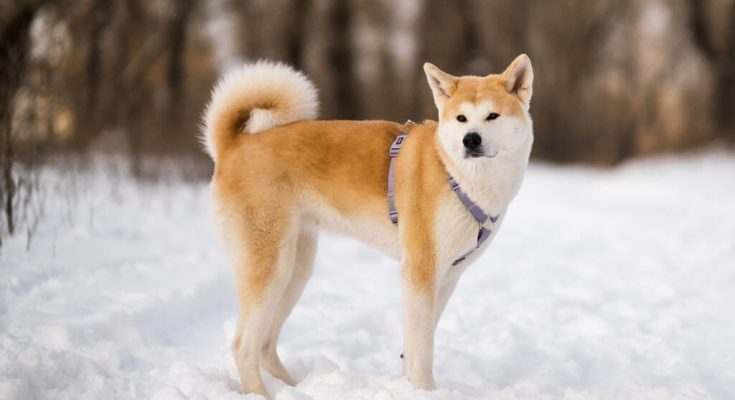 akita-inu