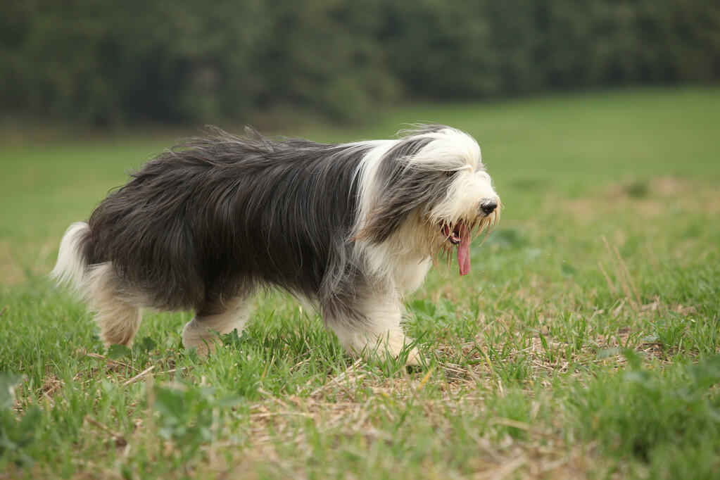 bearded-collie