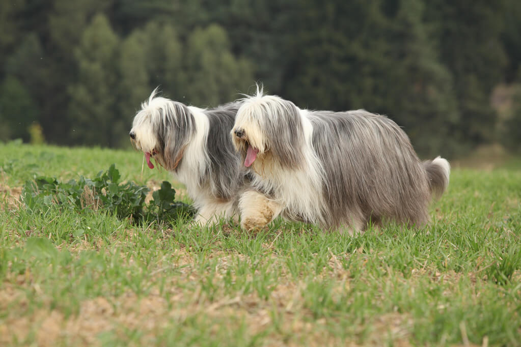 bearded-collie