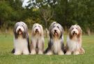 Bearded collie (szakállas collie) fajtaleírása, jellemzői és gondozása