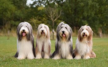 bearded-collie