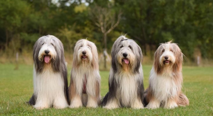 bearded-collie