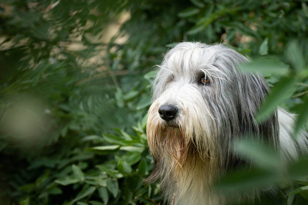 bearded-collie